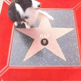 Border Collie All Grown Up from Bon-Clyde Border Collies