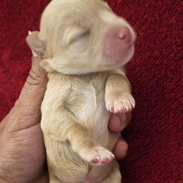 Boy 2 - Wheaten male Miniature Schnauzer puppy in Texas from Blue Rose's Schnauzers