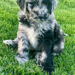 Newfypoo Puppies from Two Sisters Ranch, LLC