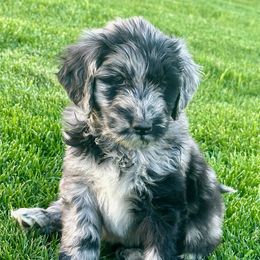 Newfypoo Puppies from Two Sisters Ranch, LLC