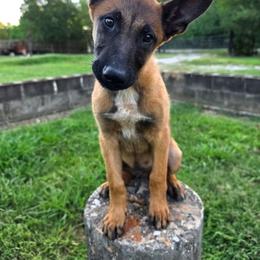 Red - Fawn sable male Belgian Malinois puppy in Baytown, Texas from De Linus Malinois