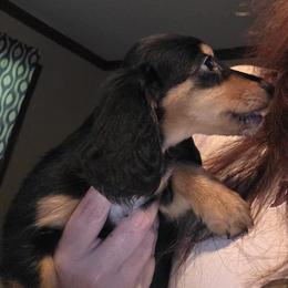 June bug - Black and tan female Dachshund puppy in Henderson, Tennessee from ELLIES DARLIN DOXIES