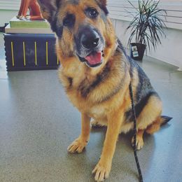 German Shepherd All Grown Up from Marbany Kennels