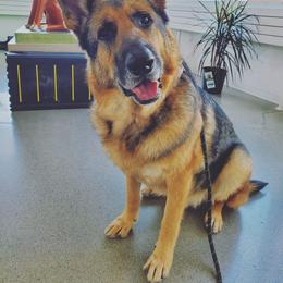 German Shepherd All Grown Up from Marbany Kennels