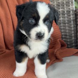Jack - Black tri-color male Australian Shepherd puppy in Oxford, Florida from SoCo Aussies
