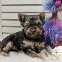 Winston - Chocolate and tan male Yorkshire Terrier puppy in Austin, Texas from Rhine Valley Yorkies