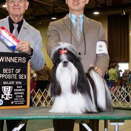 Chinese Cresteds from MilCrest Kennel