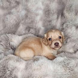 Boy 3 - Piebald male Dachshund puppy in Rancho Cucamonga, California from Pretty Little Dachshunds