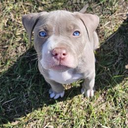 American Pit Bull Terrier Puppies from Mika Tica Kennels