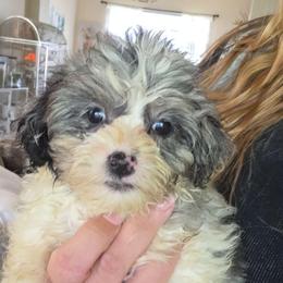 Girl 1 - Merle female Schnoodle puppy in Galena, Illinois from Perry's doodles