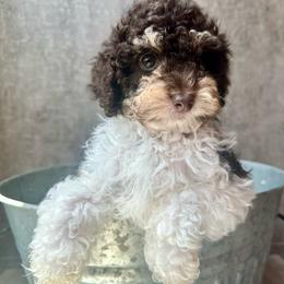 Beau - Tri-color male Cavapoo puppy in Austin, Texas from Doodles of Central Texas