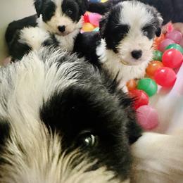 Bearded Collie and Border Collie Puppies from Beloved Bearded & Border Collies