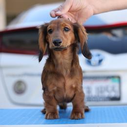 Blue boy - Red male Dachshund puppy in Lancaster, California from Avignon