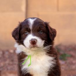 Lime collar - Red & white male Australian Shepherd puppy in Buckeye, Arizona from Wranglin Farms