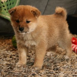 Boy 1 - Red male Shiba Inu puppy in Fairbanks, Alaska from Arctic Kennels (Pomskies, Akitas & Shibas)