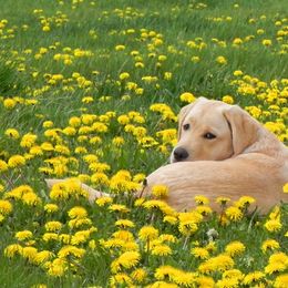 Labrador Retriever Puppies from Bringan Labrador Retrievers