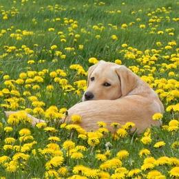 Labrador Retriever Puppies from Bringan Labrador Retrievers