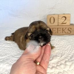Ozzy - Silver gold and white male Shih Tzu puppy in Moses Lake, Washington from Shurbeez Shih Tzu