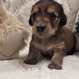 Nina - Cream female Dachshund puppy in Sumrall, Mississippi from Huckleberry Tails