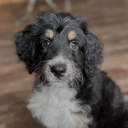 Sydney - Black tri-color female Aussiedoodle puppy in Lancaster, Minnesota from Finney Ranch