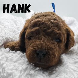 Hank - Red  male Goldendoodle puppy in Eagle Mountian, Utah from The Puppy Family