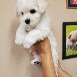 Baby Green - White and cream male Bichon Frise puppy in Cape Coral, Florida from Arralaine Pups