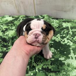 Bulldog Puppies from Bulldog's 4 Brothers