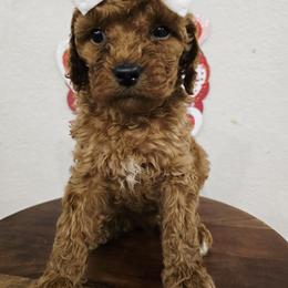 Ava - Red female Cavapoo puppy in Truckee, California from Heavenly Goldendoodles
