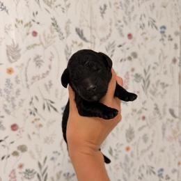 Oki Girl 4 - Black and white female Cavapoo puppy in Pleasant Grove, Utah from Destination Doodles