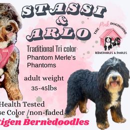 Bernedoodle puppies from The Pink Doghouse