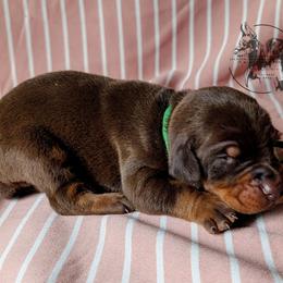 Male 7 - Latte x Rogue - Red and rust male Doberman Pinscher puppy in Spencer, Indiana from Jackson's Dobermans