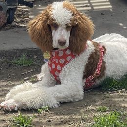 Hana - Poodle