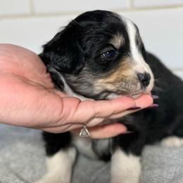 Koda - Black tri male Miniature Australian Shepherd puppy in Spokane Valley, Washington from Northern Roots Aussies
