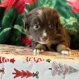 Patrick (Patty) the red - Red tri male Miniature Australian Shepherd puppy in Taylor, Arizona from Holy Ghost Ranch, Inc
