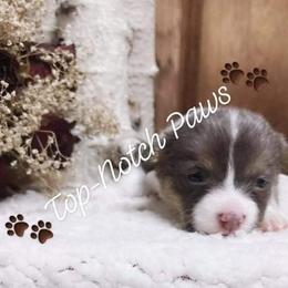 Pembroke Welsh Corgi Puppies from Top-Notch Paws