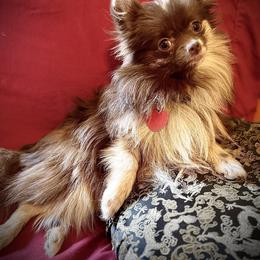 Pomeranian puppies from SuperNova  & Mystic Magic Pomeranians