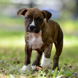 Bane - Brown brindle male American Staffordshire Terrier puppy in St. Augustine, Florida from LBK & Ancient City