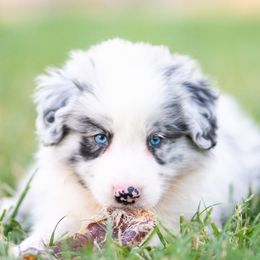 Udon - Blue merle male Border Collie puppy in Paso Robles, California from Poindexter Border Collies