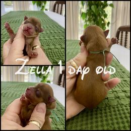 Zella - Gold female Yorkshire Terrier puppy in Erin, Tennessee from Sweetpeas Babydoll Yorkies