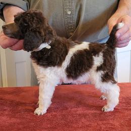 Poodle Puppies from Chapel Hill Poodles
