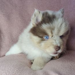 Pomskies from Angels Pomskies