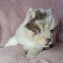 Pomskies from Angels Pomskies