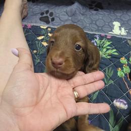 Red - Red male Dachshund puppy in Cottonwood, Arizona from Ohana Mini Dachs
