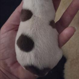 Luke - White and red male Rat Terrier puppy in Webb City, Missouri from Rocking 4C