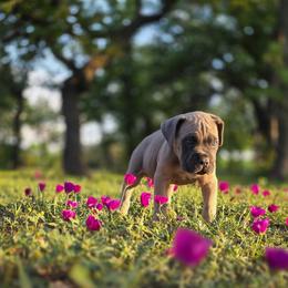 Cane Corso Puppies from HOUSE OF HALL CANE CORSOS