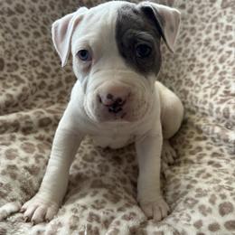 Galileo - White male American Pit Bull Terrier puppy in Frederick, Maryland from •Wyngate Pits•