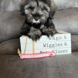 Girl 2 - Salt and pepper female Miniature Schnauzer puppy in Stuart, Iowa from Johnson Family Paws