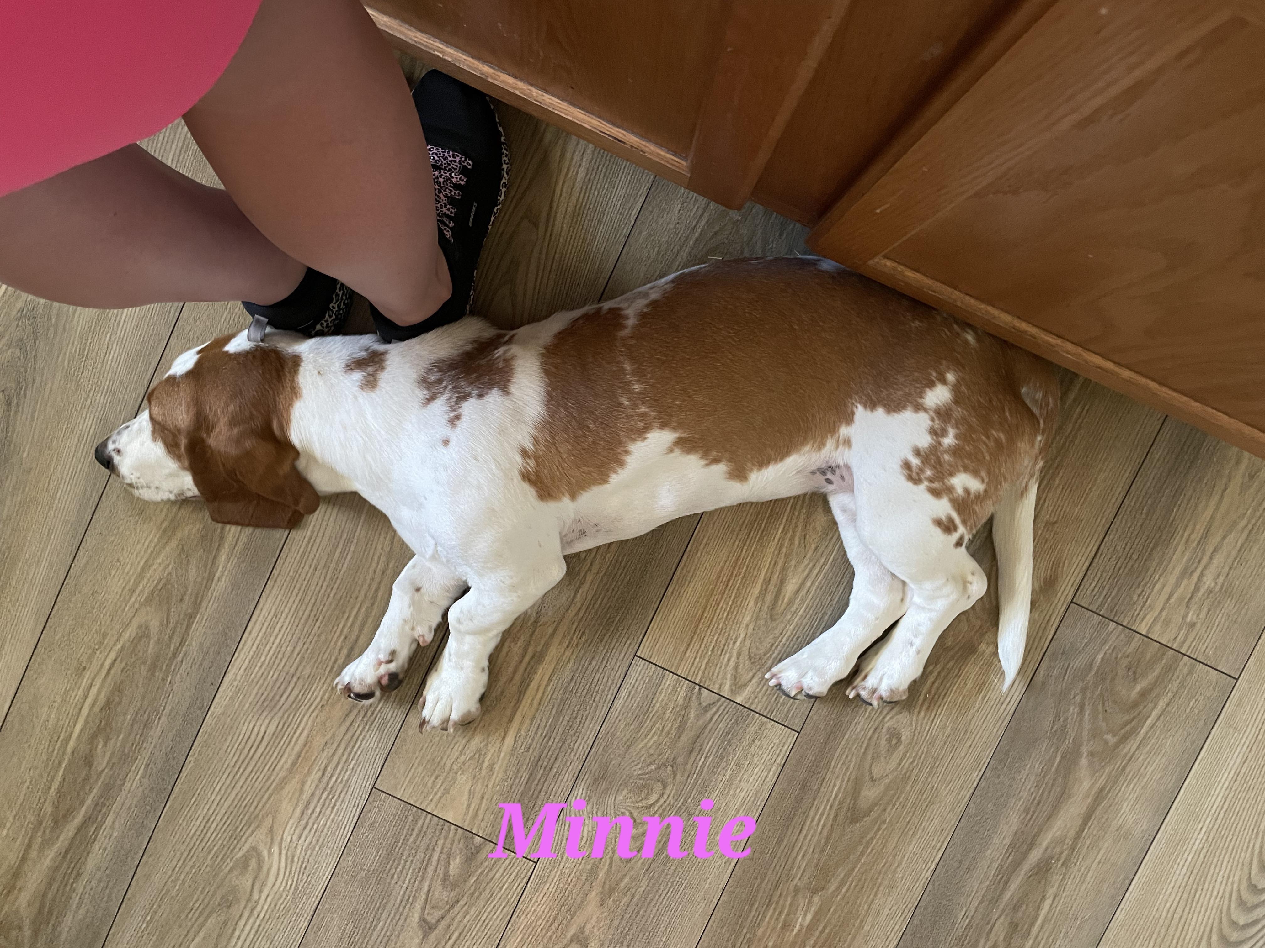 Basset Hound Puppies from Happy Hound Bassets of Whitney