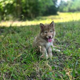 Aiahlika Imaiyvchi (Truth Prevails) - male Native American Indian Dog puppy in Green Creek, North Carolina from Corn Moon Medicine Dogs