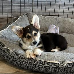 Pembroke Welsh Corgi puppies from Kalypso Corgis